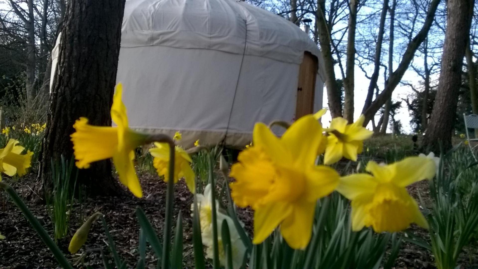 Gingerbread Cottage Yurts Dereham Екстер'єр фото